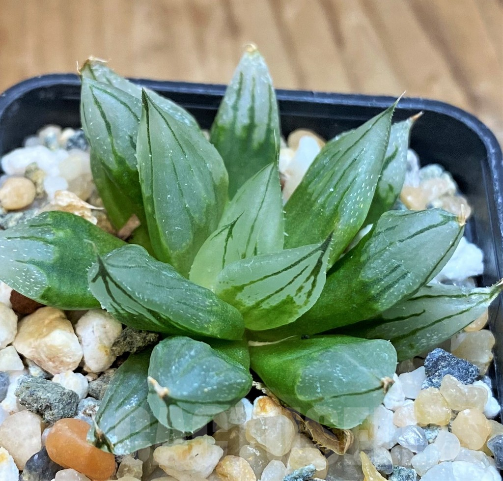 SH15646 Haworthia cooperi ‘West Asia Tsuen’