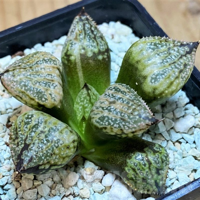 SH15647 Haworthia ‘Princess Kazunomiya Mutant’