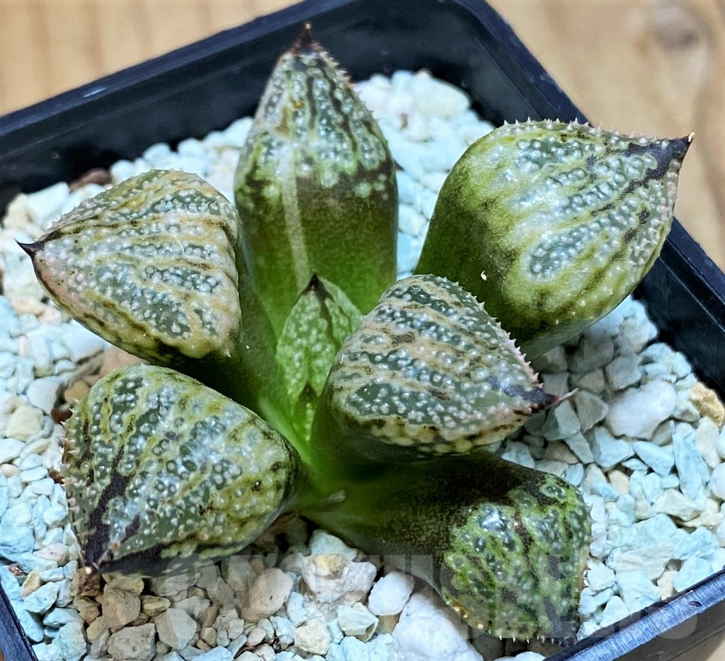 SH15647 Haworthia ‘Princess Kazunomiya Mutant’