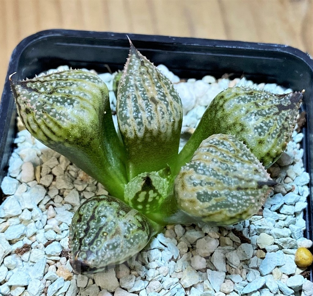 SH15647 Haworthia ‘Princess Kazunomiya Mutant’ - 画像 (2)