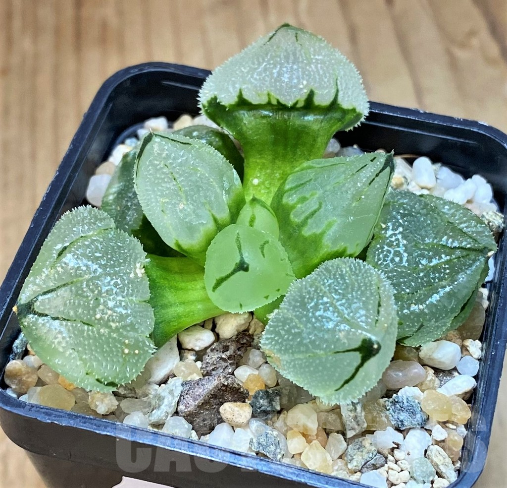 SH15648 Haworthia ‘Ice City’ mutant hybrid - Image 2