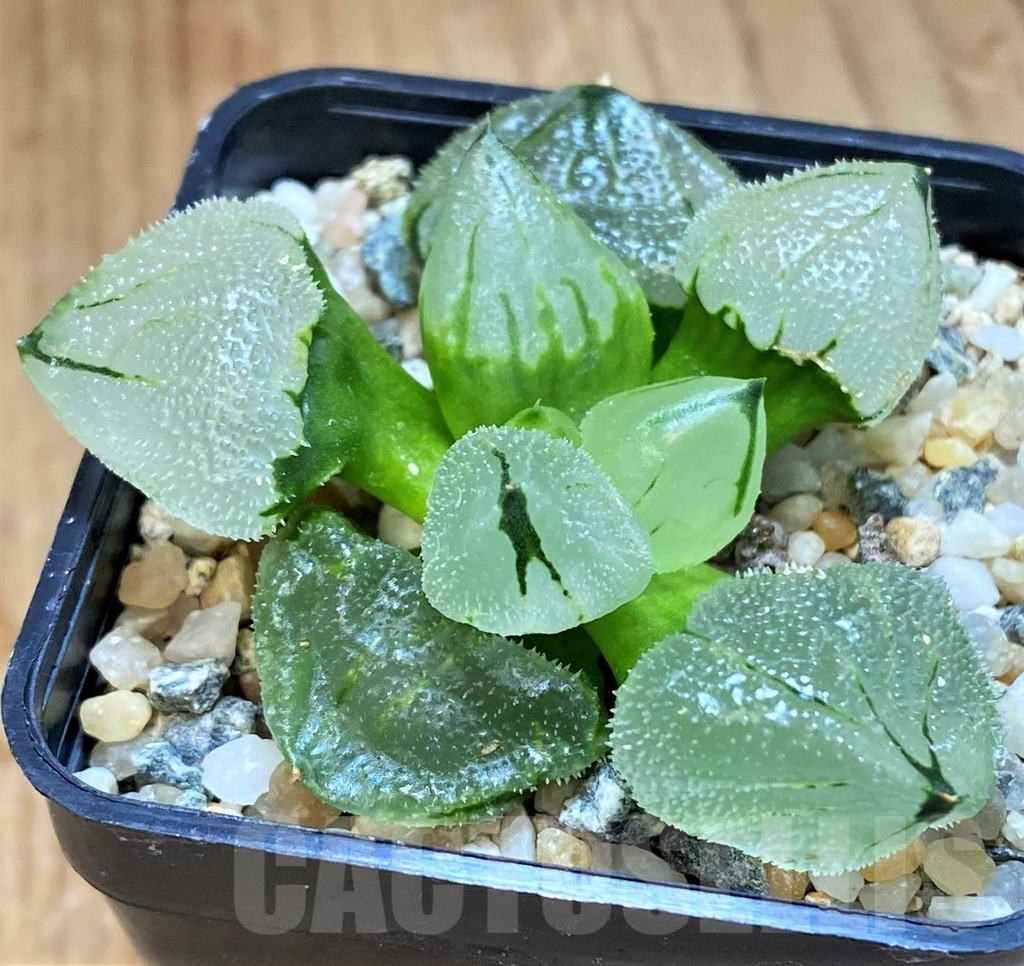 SH15648 Haworthia ‘Ice City’ mutant hybrid