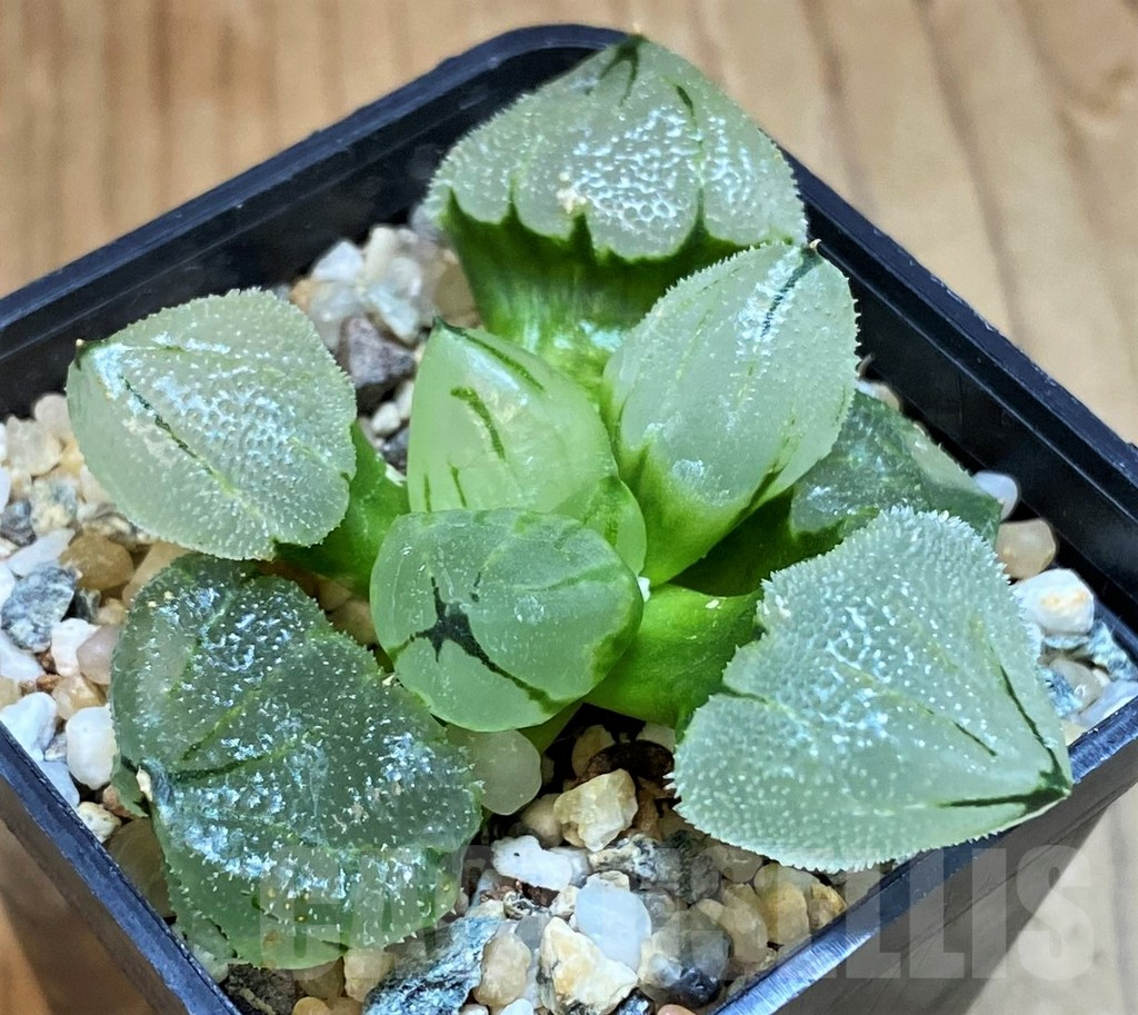 SH15648 Haworthia ‘Ice City’ mutant hybrid - Image 3