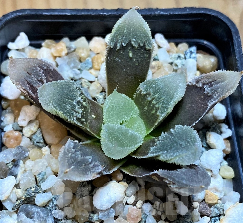 SH15649 Haworthia ‘Hakuteijyo’ mutant - Image 3
