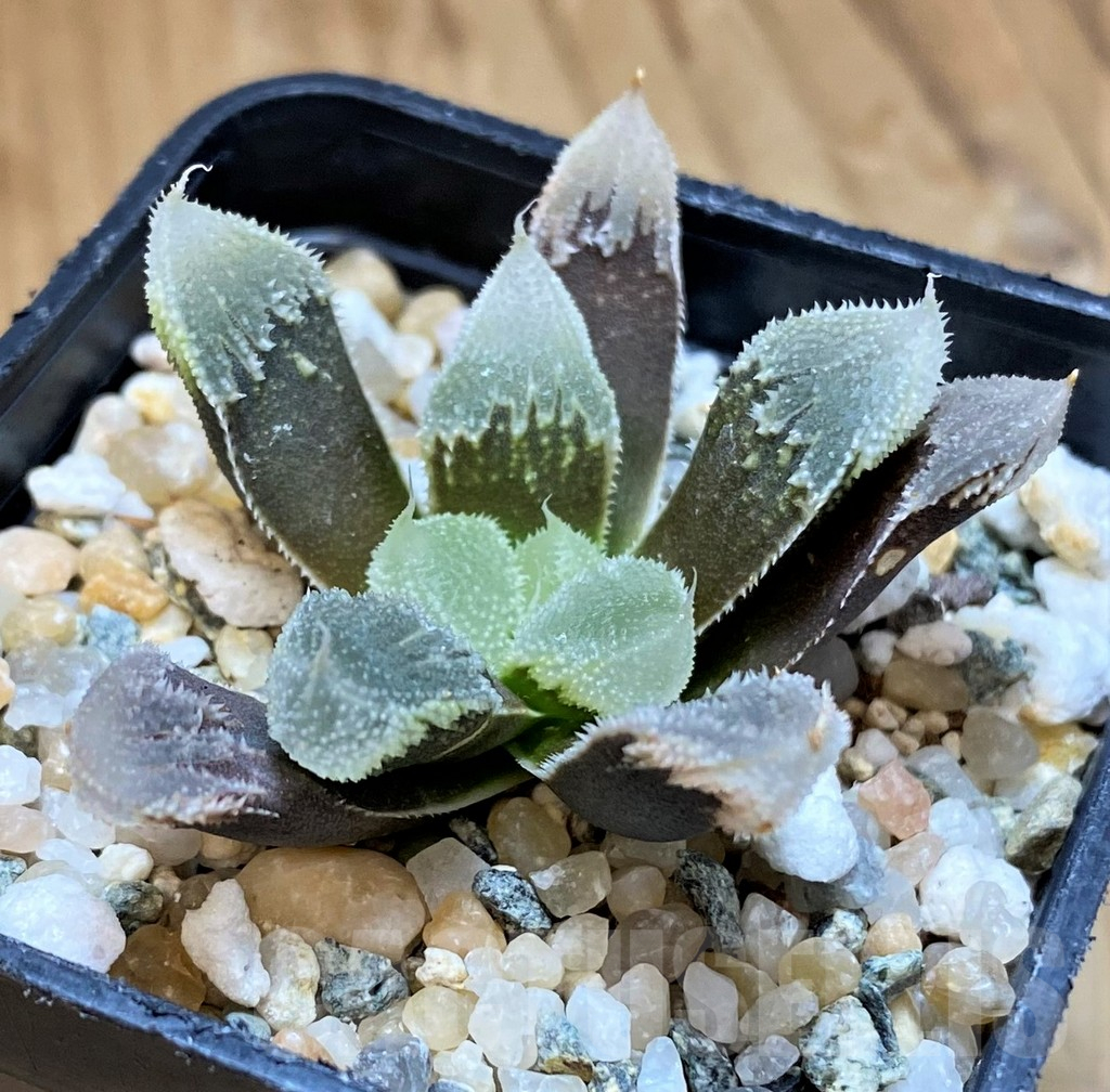 SH15649 Haworthia ‘Hakuteijyo’ mutant - Image 2