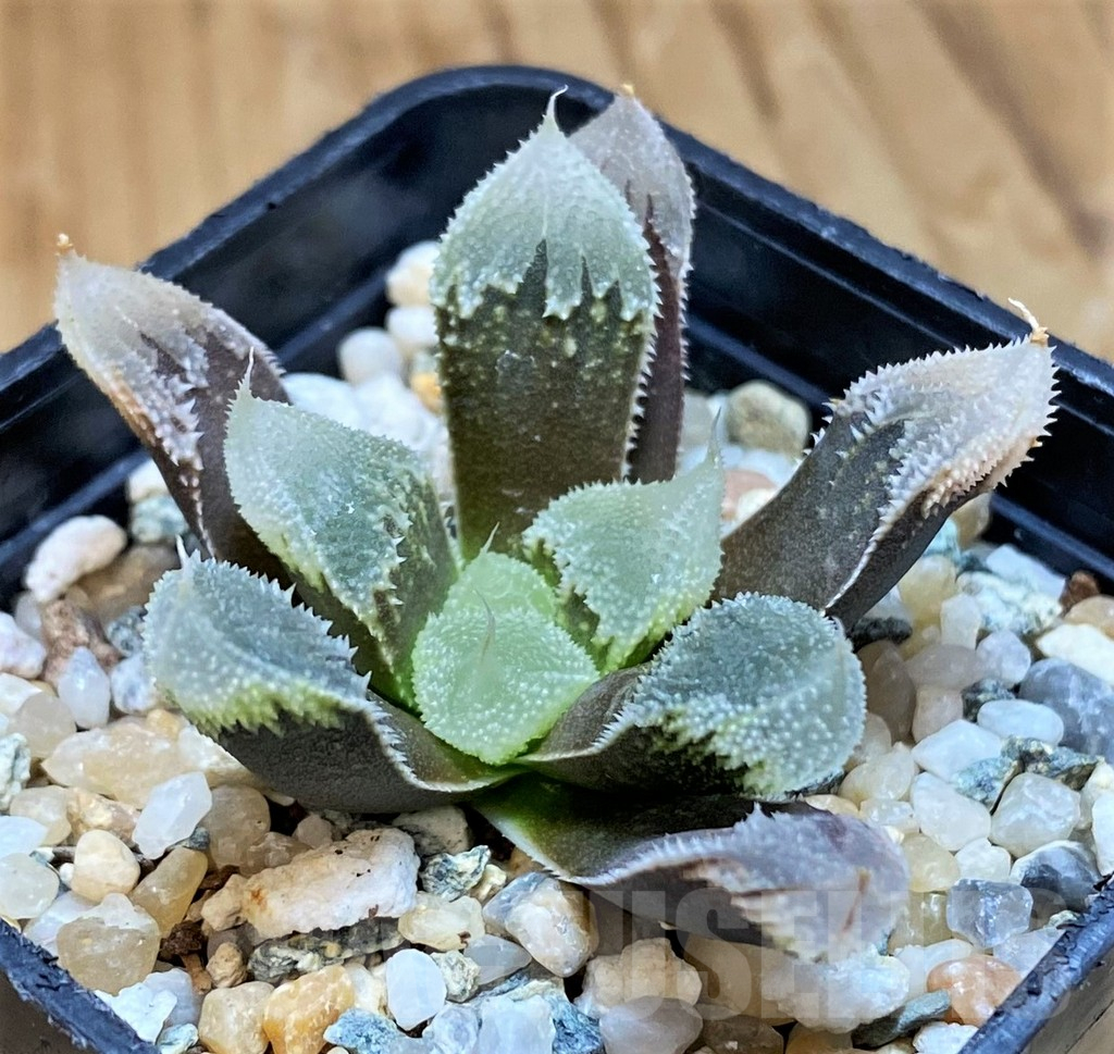 SH15649 Haworthia ‘Hakuteijyo’ mutant