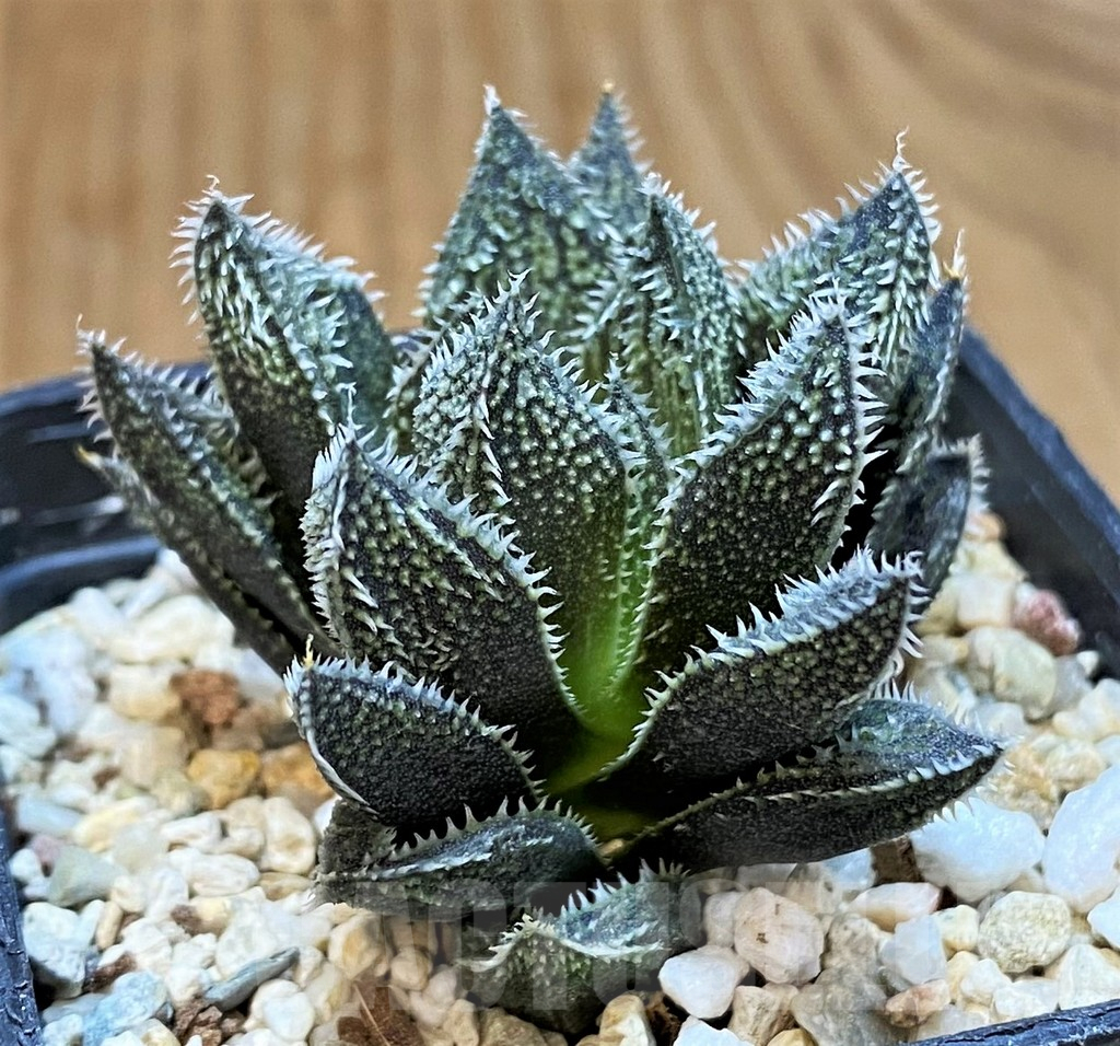 SH15650 Haworthia ‘Bunraku’ HKX-3, ex Cactus Nishi - Image 2