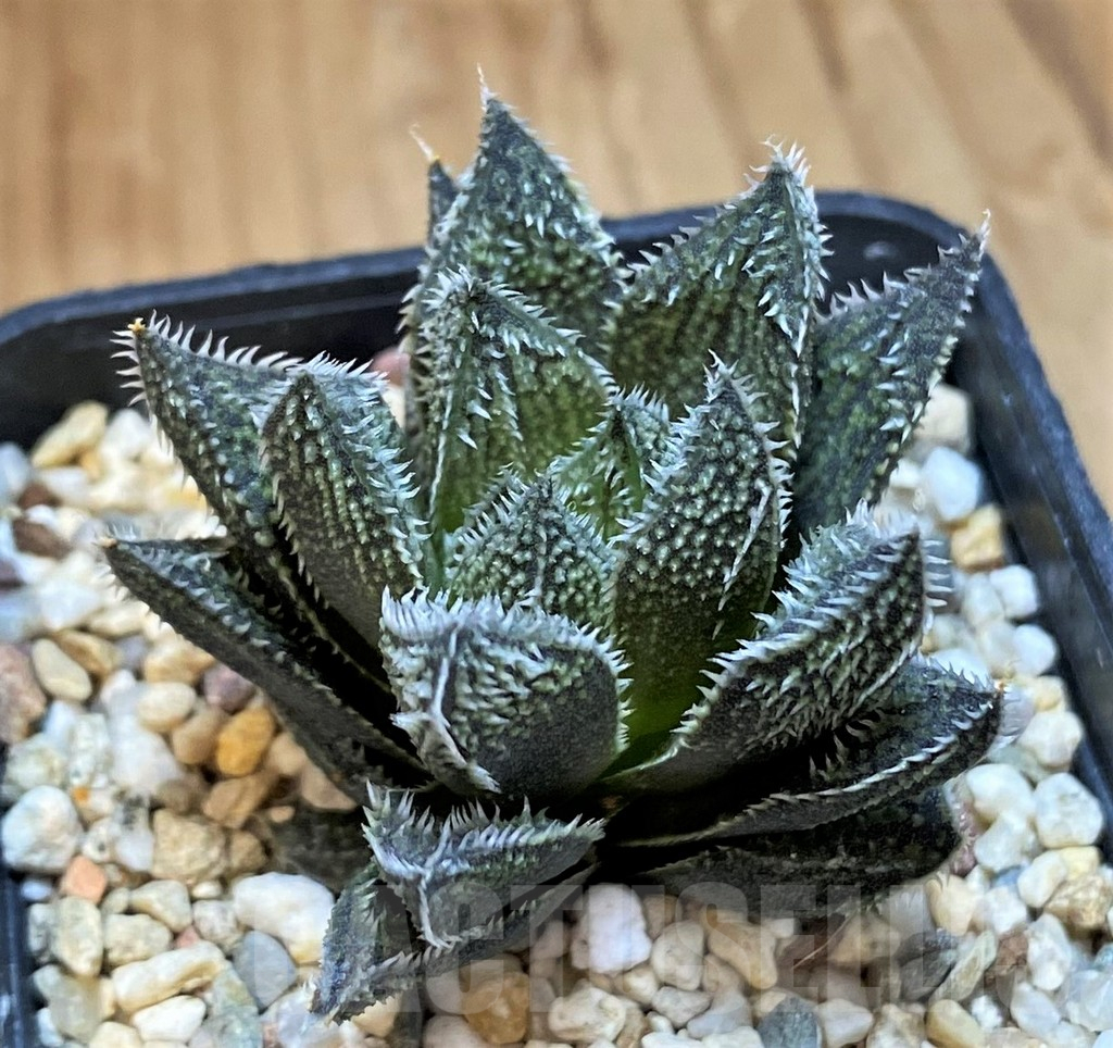 SH15650 Haworthia ‘Bunraku’ HKX-3, ex Cactus Nishi