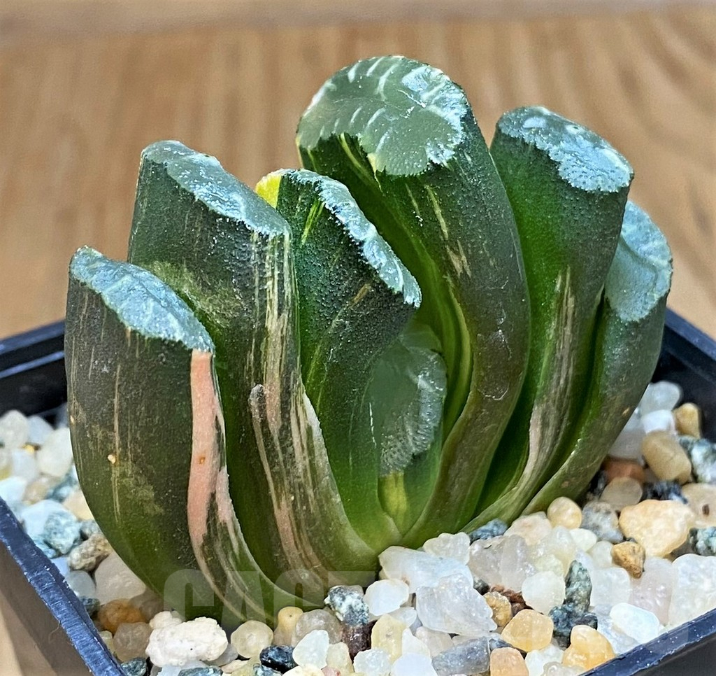 SH15651 Haworthia truncata f. variegata - Image 2