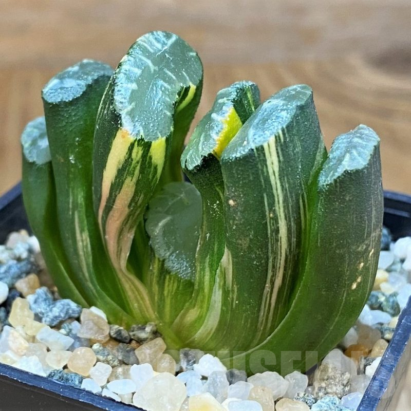 SH15651 Haworthia truncata f. variegata