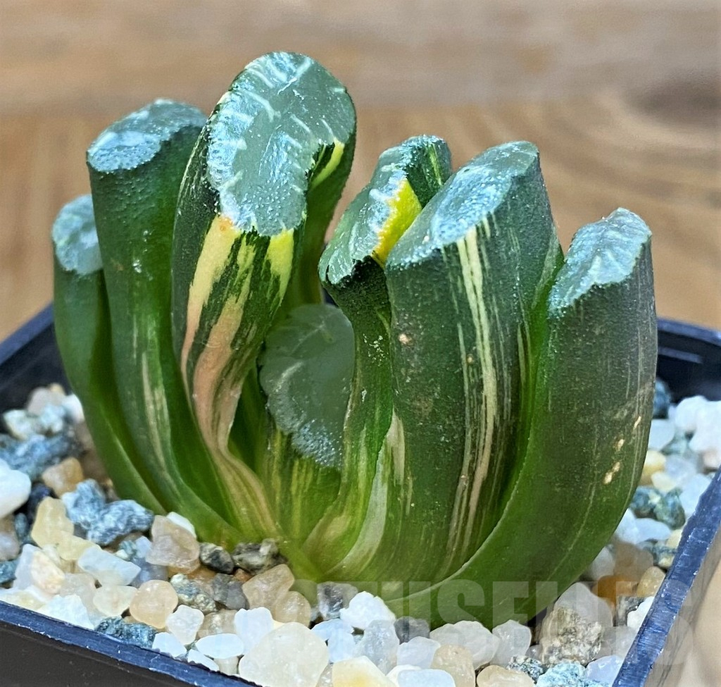 SH15651 Haworthia truncata f. variegata