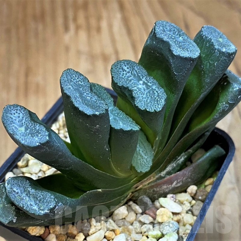 SH15652 Haworthia truncata f. variegata
