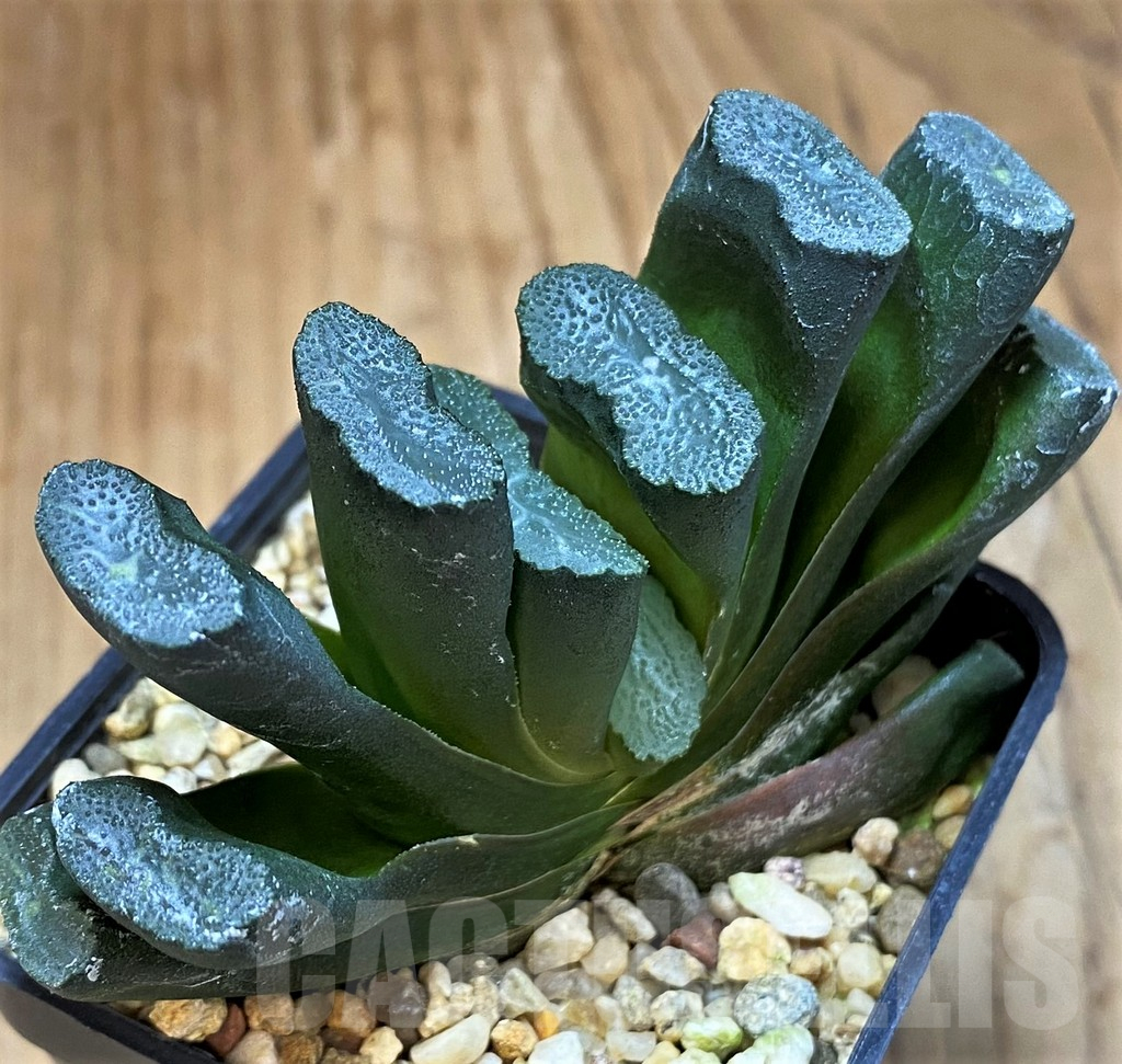 SH15652 Haworthia truncata f. variegata