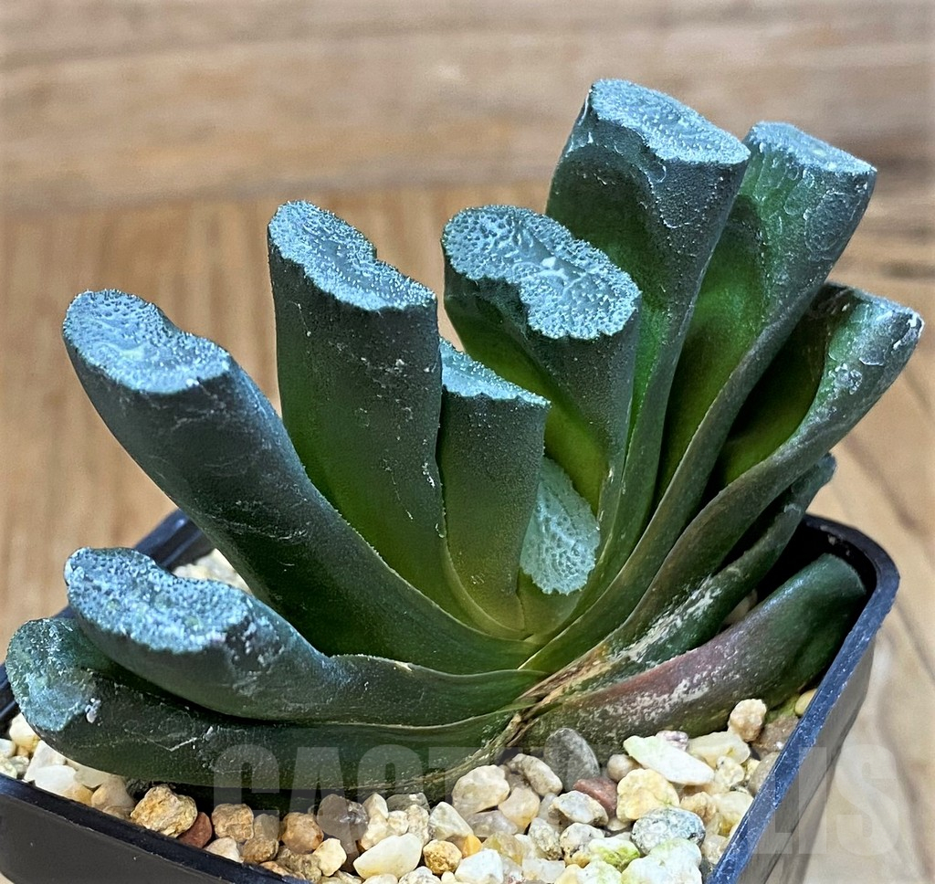 SH15652 Haworthia truncata f. variegata - Image 2
