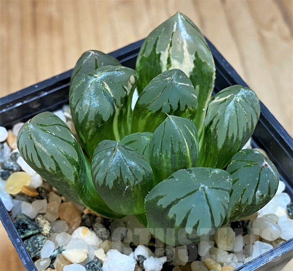SH15653 Haworthia black obtusa f. variegata - Image 2