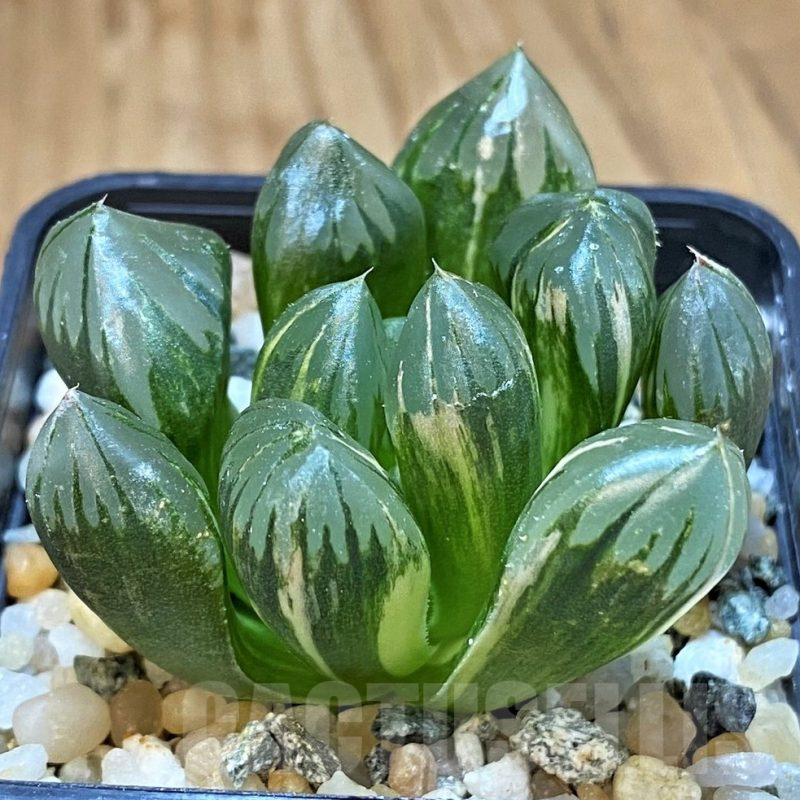 SH15653 Haworthia black obtusa f. variegata