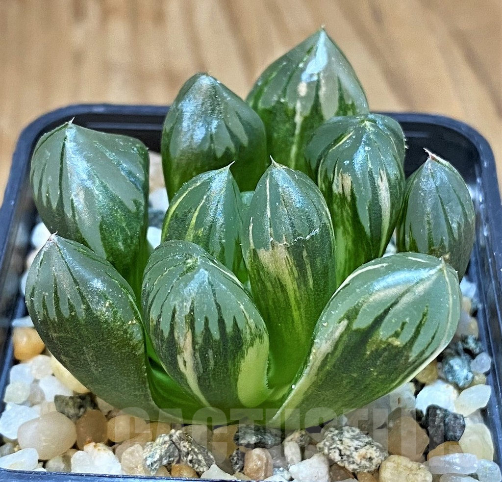 SH15653 Haworthia black obtusa f. variegata