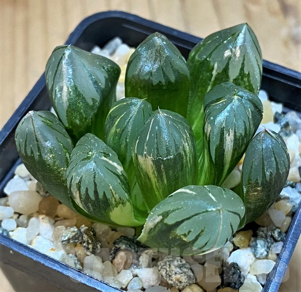 SH15653 Haworthia black obtusa f. variegata - Image 3