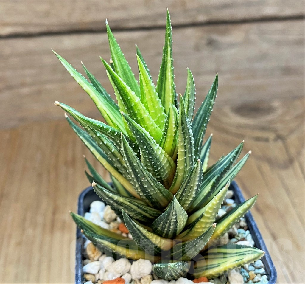 SH15654 Haworthia reinwardtii f. variegata - immagine 2
