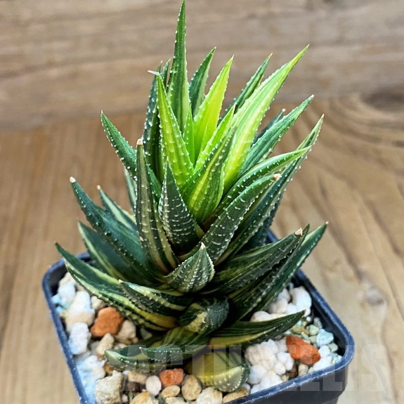 SH15654 Haworthia reinwardtii f. variegata