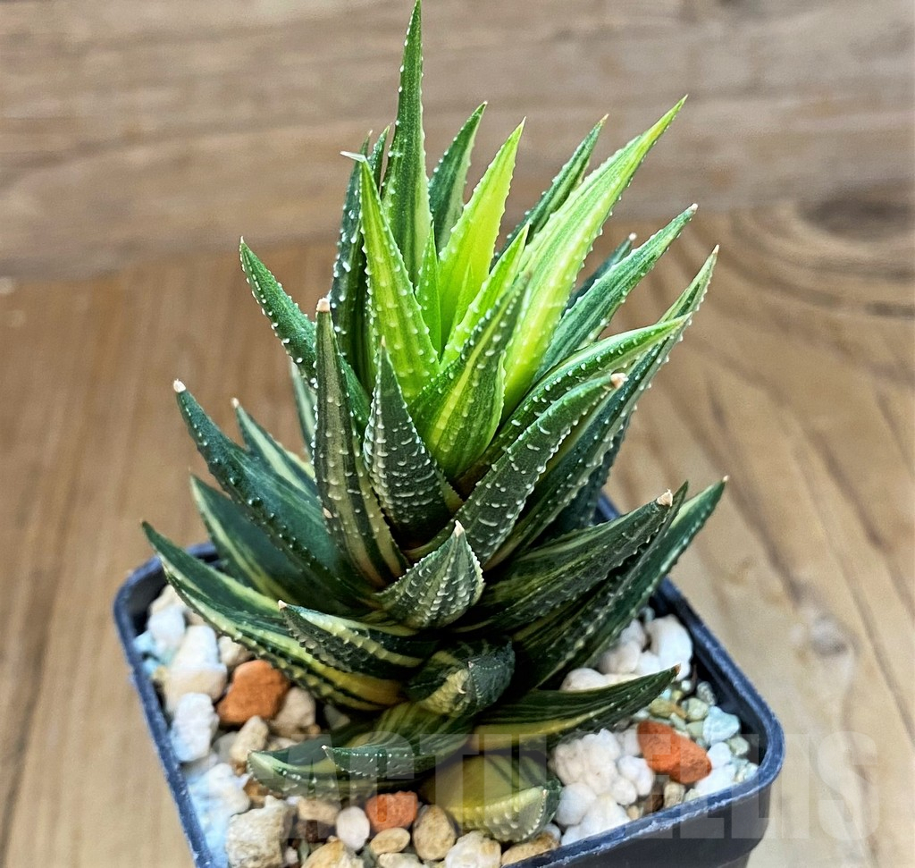 SH15654 Haworthia reinwardtii f. variegata