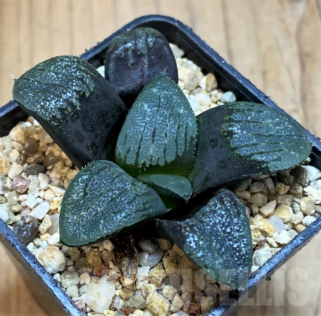 SH15655 Haworthia bayeri hybrid