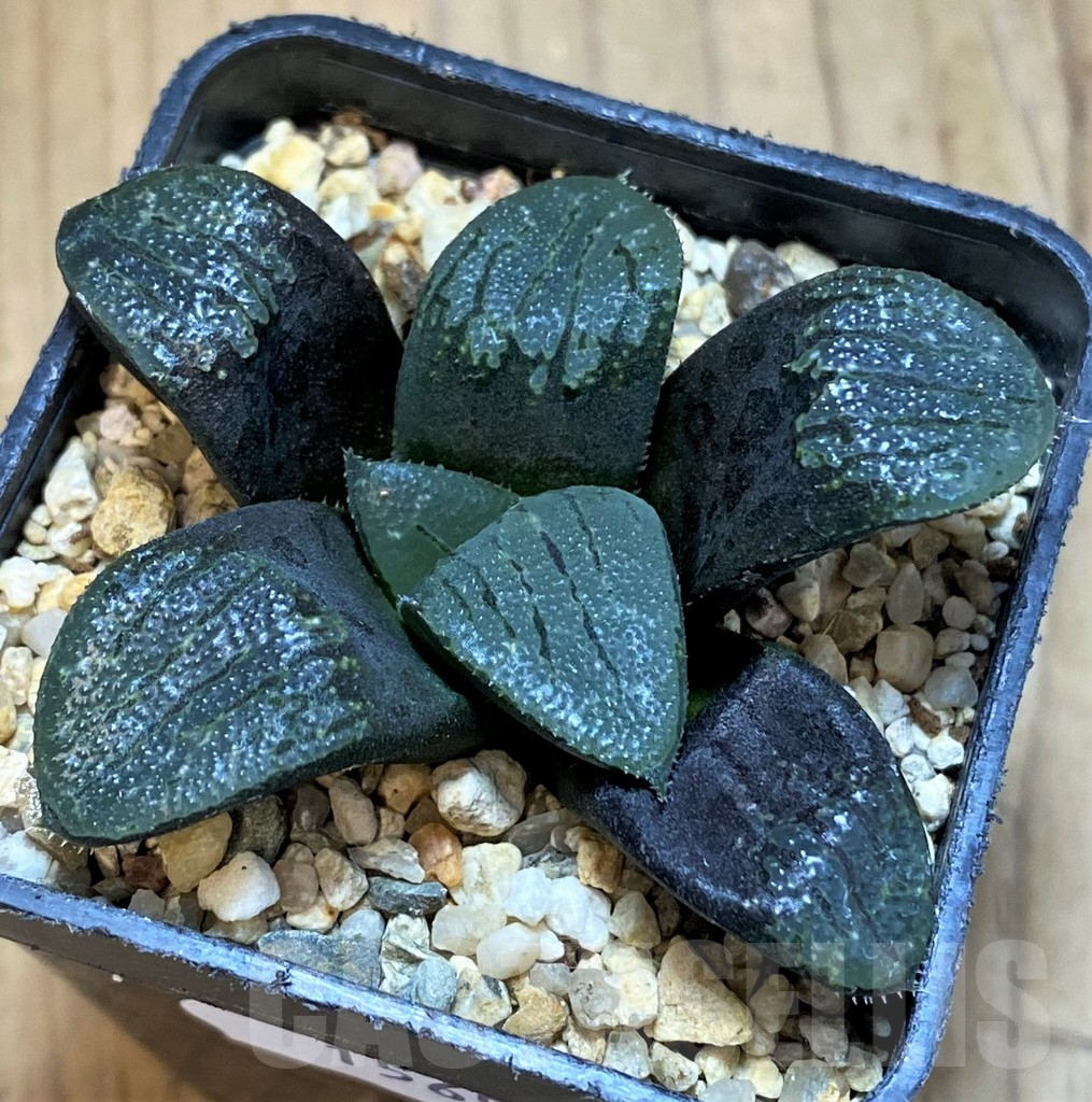 SH15655 Haworthia bayeri hybrid - Image 2