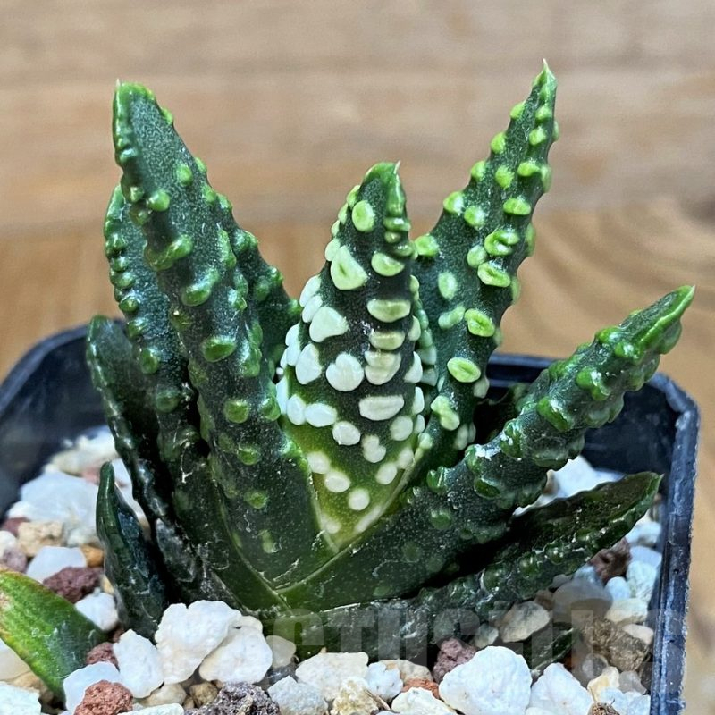 SH15657 Haworthia pumila 'Donut'