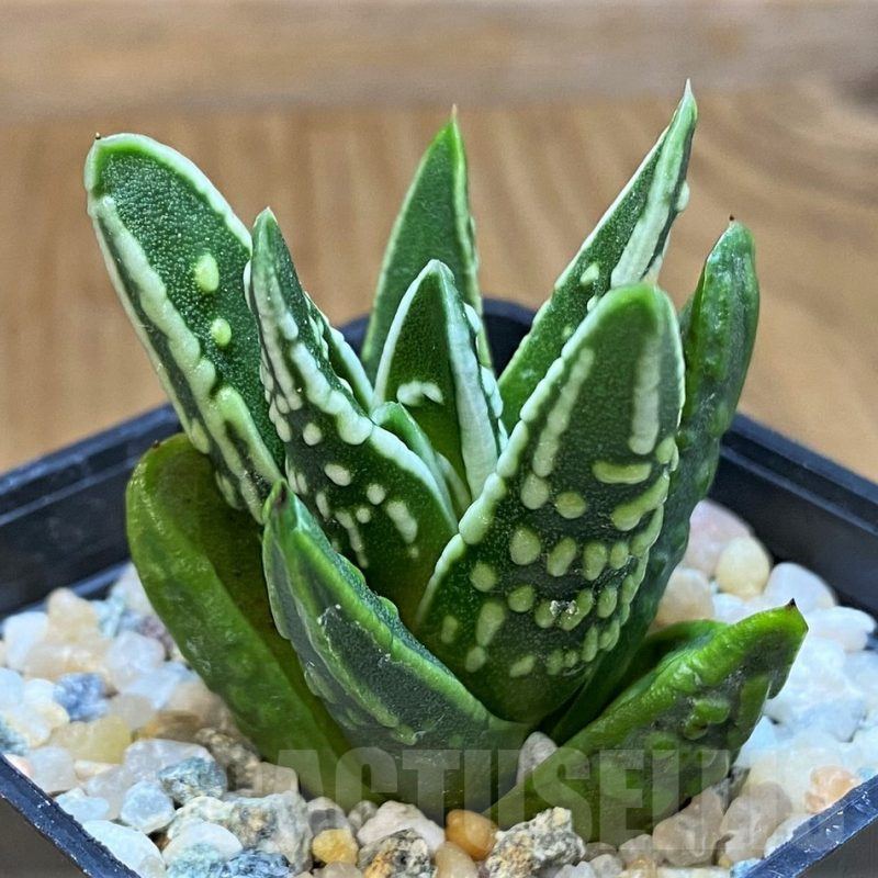 SH15658 Haworthia 'Tears of Angel'