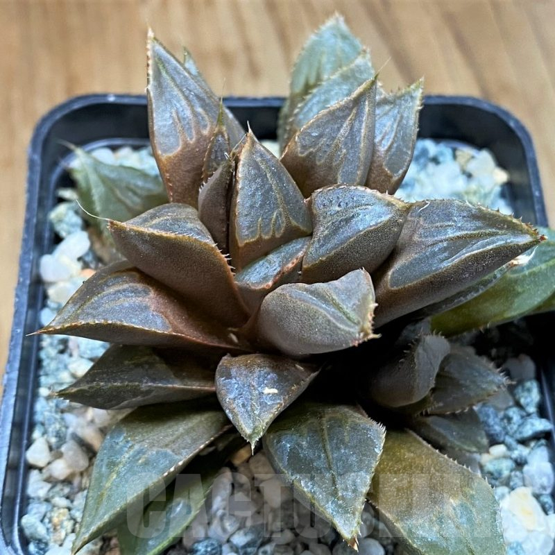 SH15619 Haworthia mirabilis v.mundula