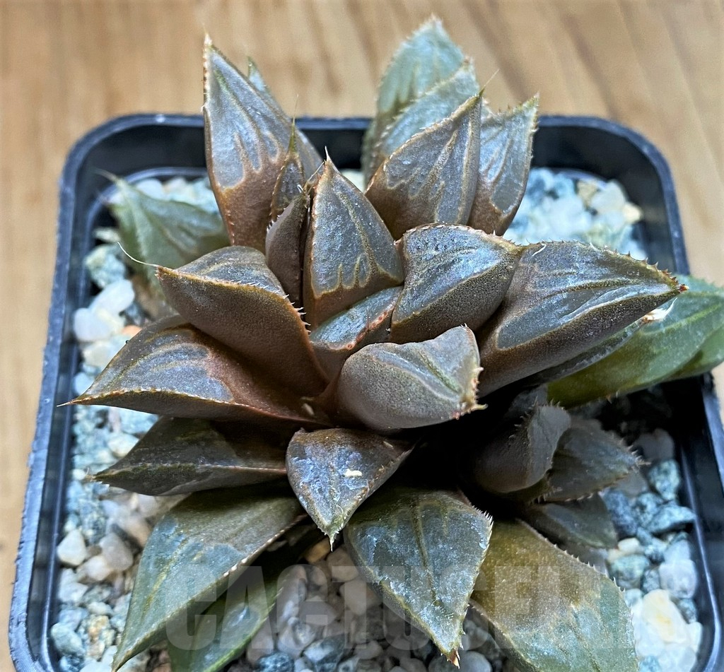 SH15619 Haworthia mirabilis v.mundula
