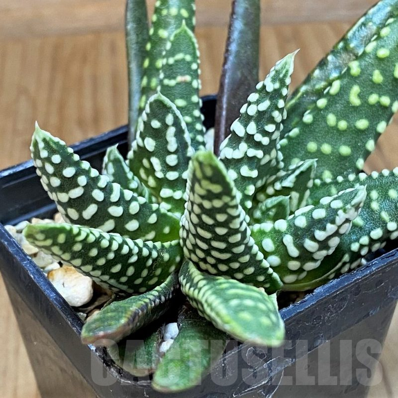 SH15659 Haworthia pumila 'Donut'