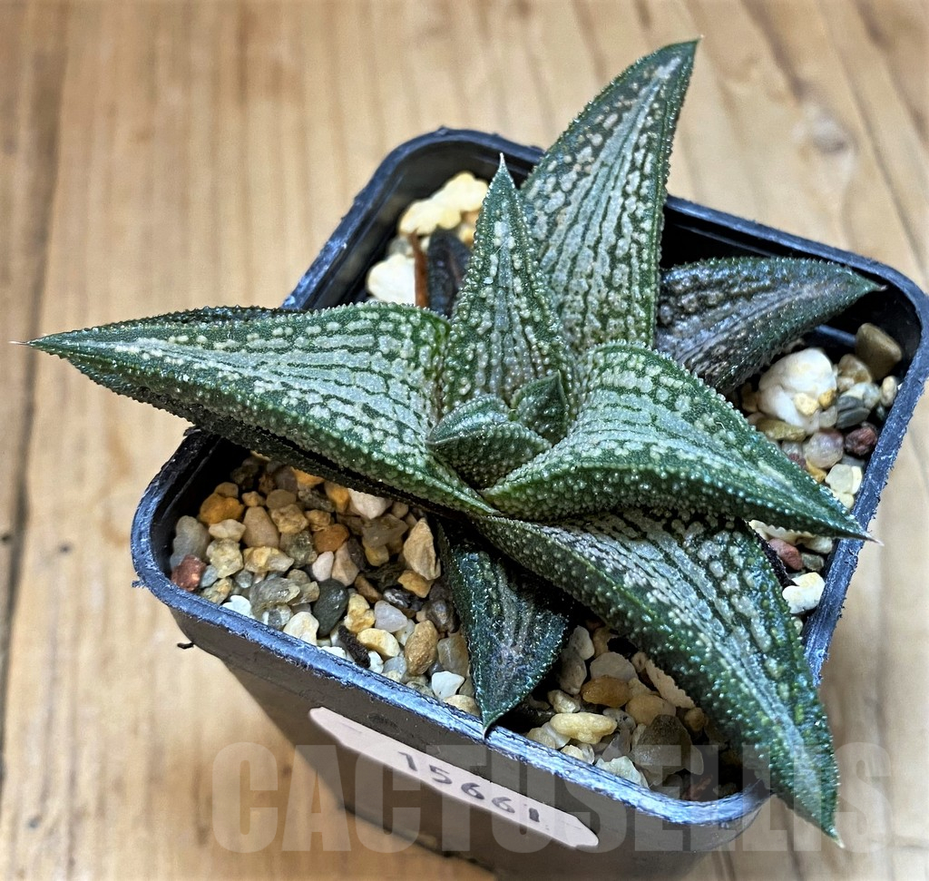 SH15661 Haworthia ‘Kintaikyo’ - Image 2