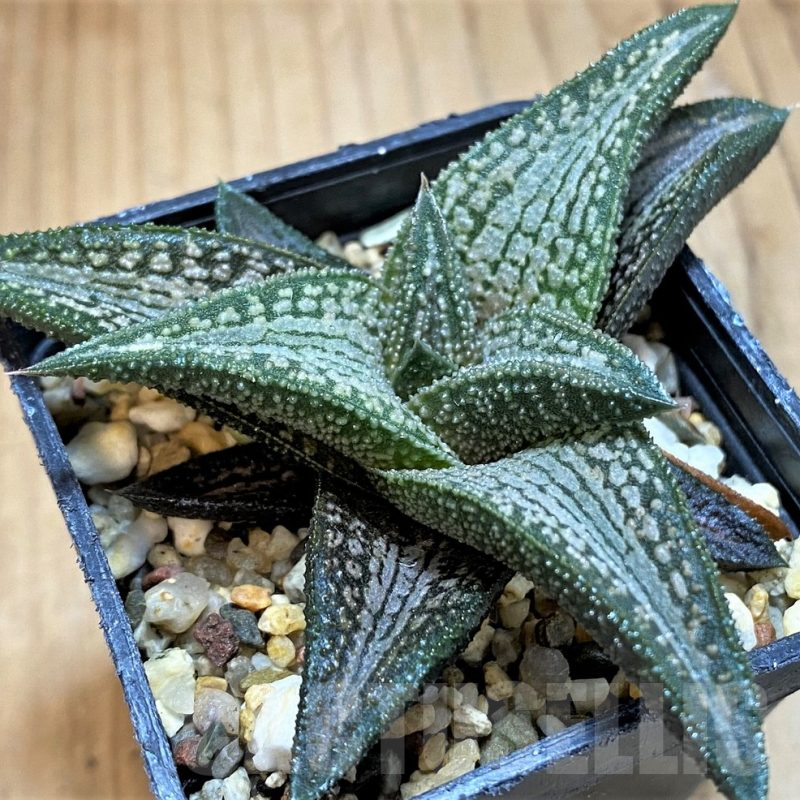 SH15661 Haworthia ‘Kintaikyo’