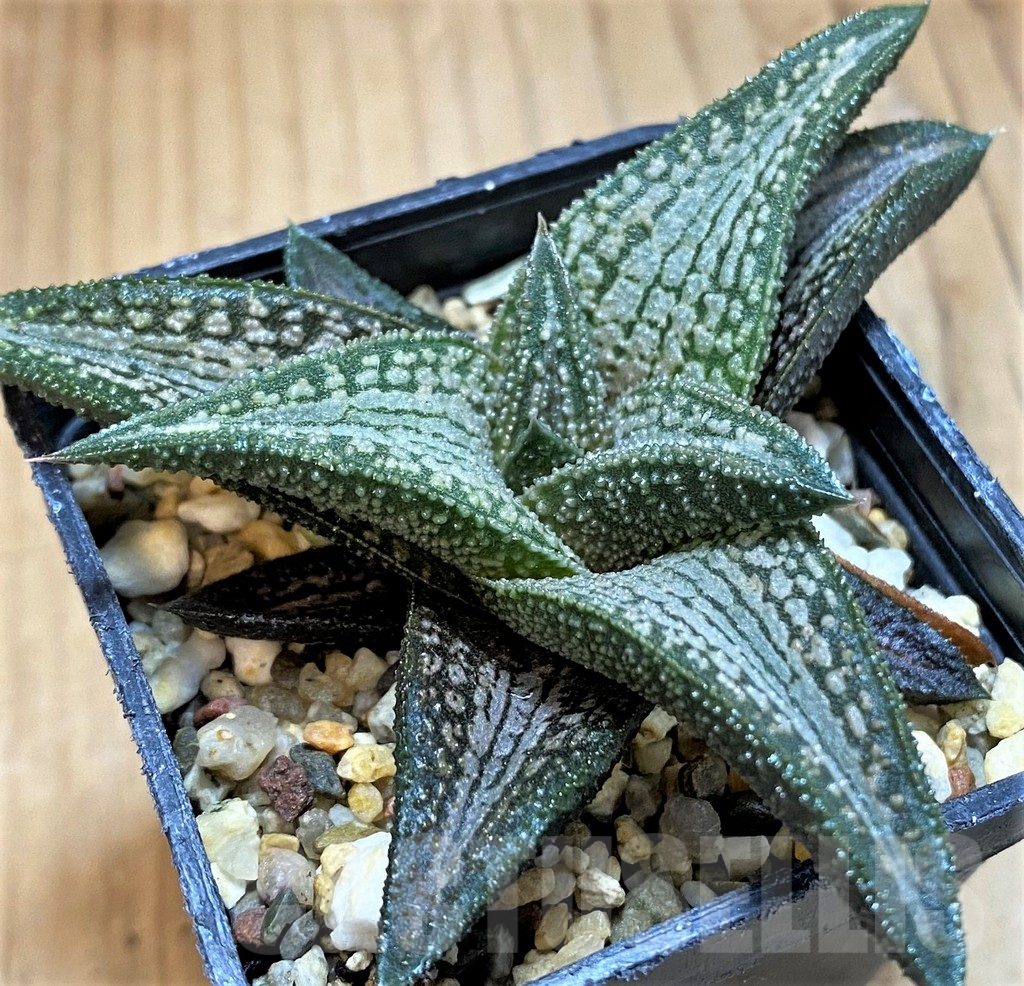 SH15661 Haworthia ‘Kintaikyo’
