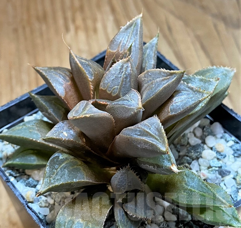 SH15619 Haworthia mirabilis v.mundula - Зображення 2