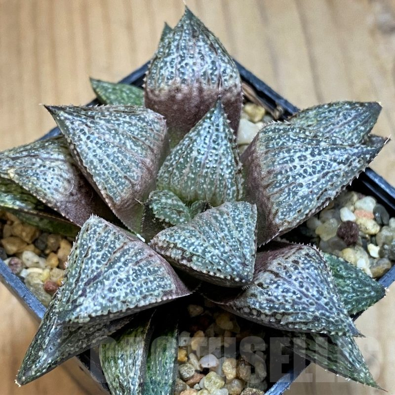 SH15662 Haworthia splendens hybrid