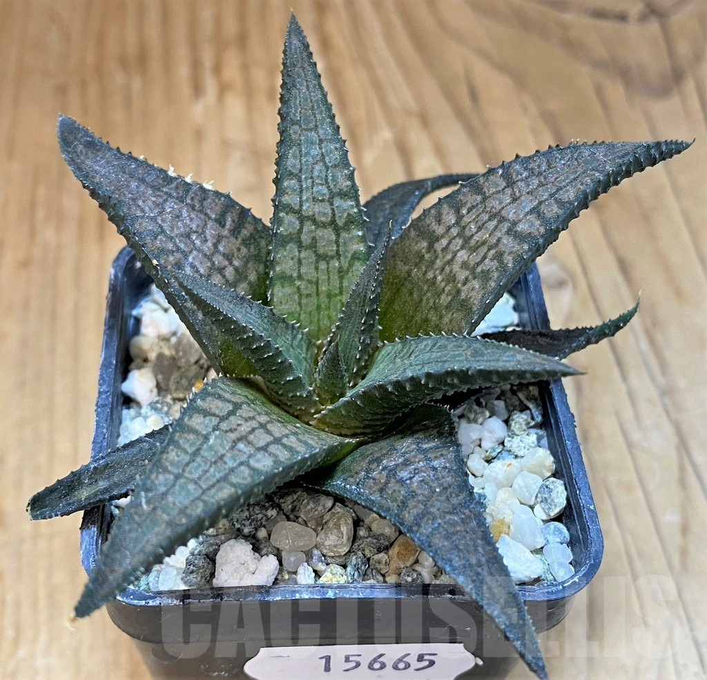 SH15665 Haworthia woolleyi hybrid - Imagen 2