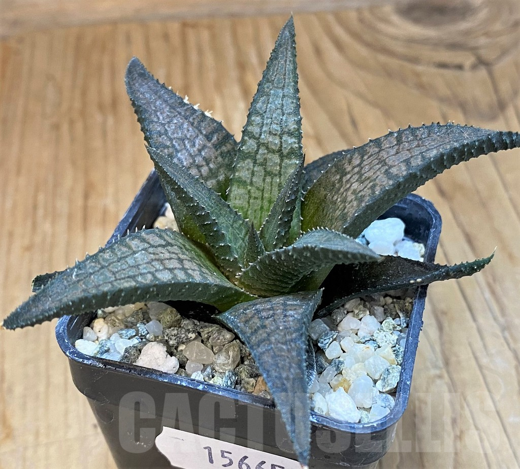SH15665 Haworthia woolleyi hybrid