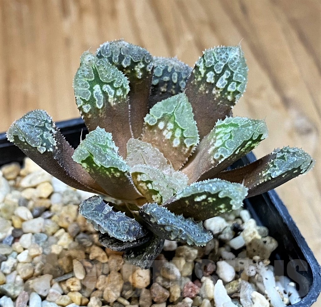 SH15666 Haworthia 'Gorbi' hybrid F2