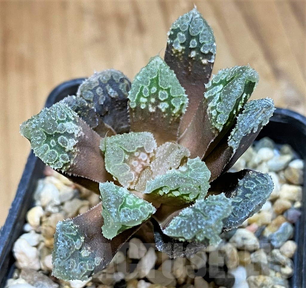 SH15666 Haworthia 'Gorbi' hybrid F2 - Image 2
