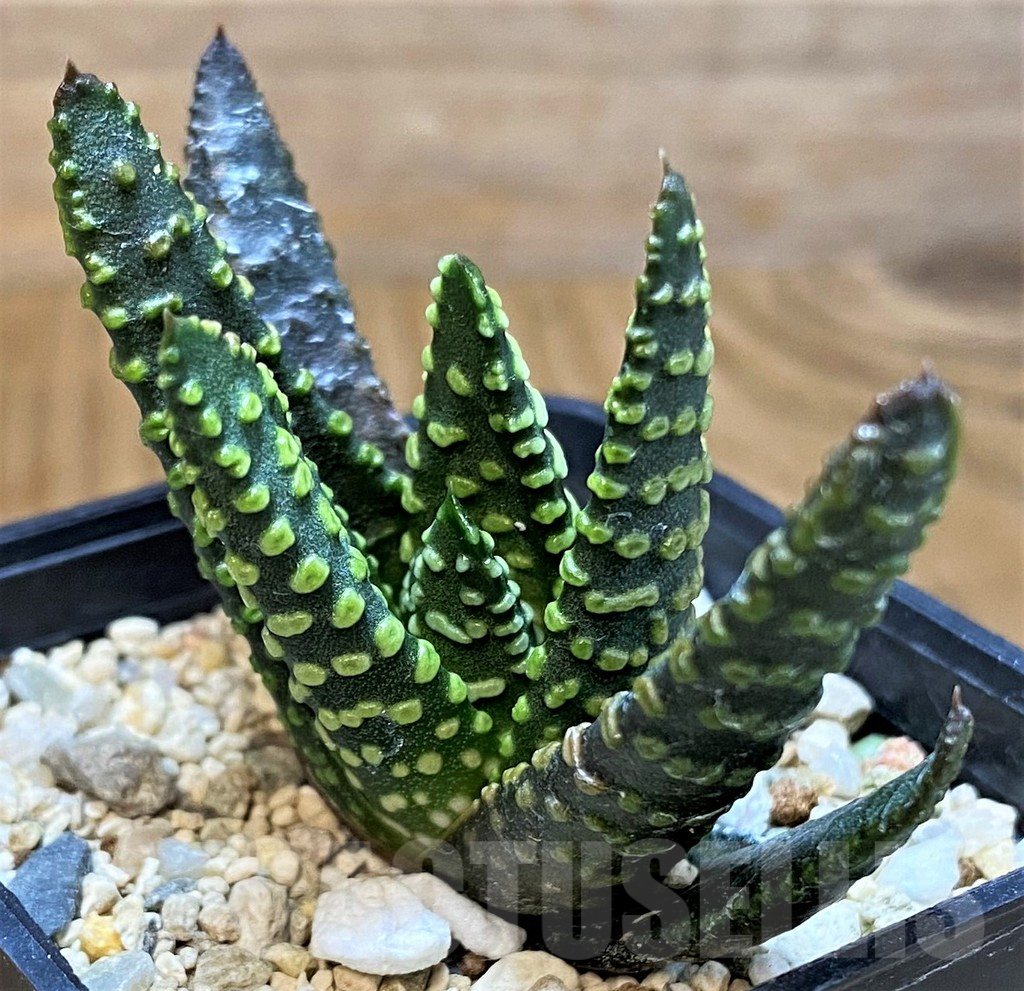 SH15667 Haworthia pumila 'Donut' - Image 2