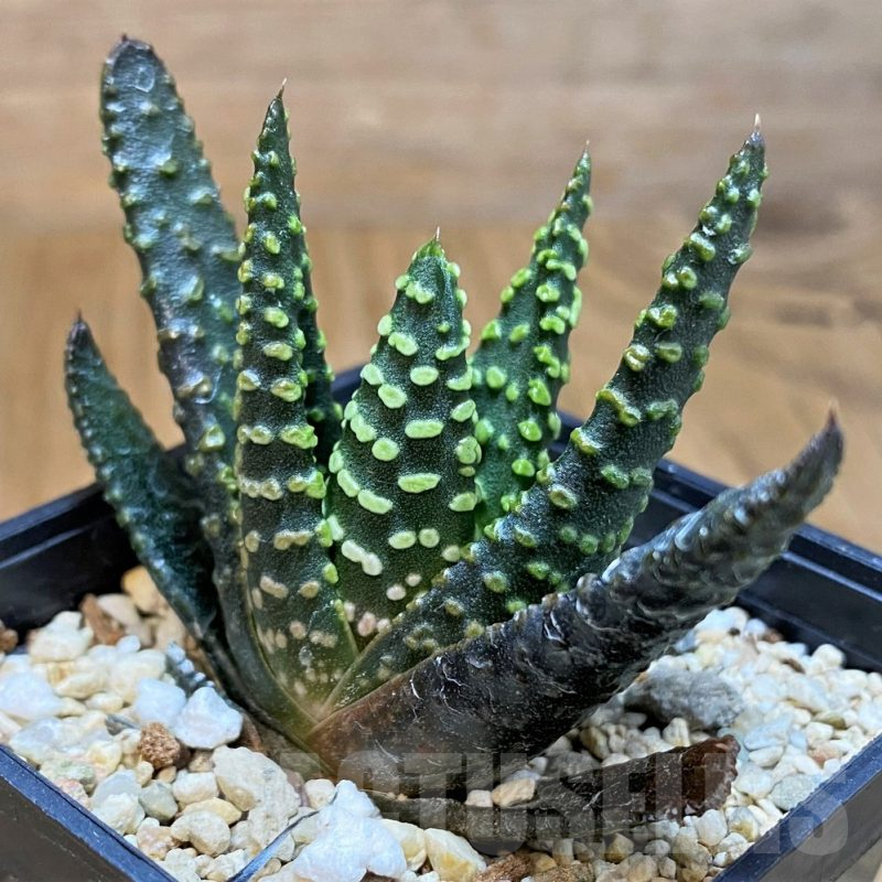 SH15667 Haworthia pumila 'Donut'