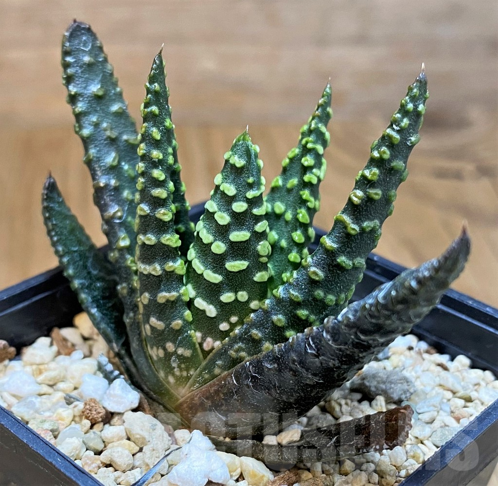 SH15667 Haworthia pumila 'Donut'