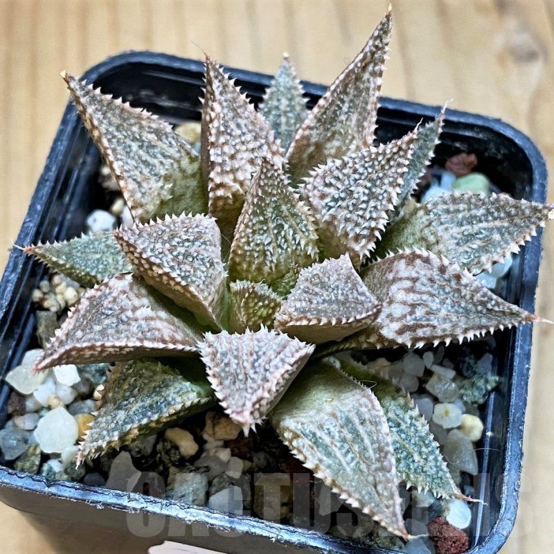SH15668 Haworthia 'Hakuma'