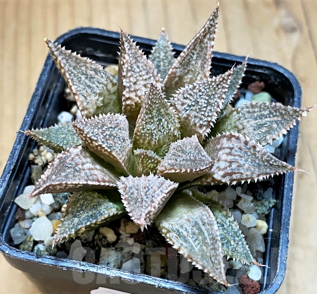 SH15668 Haworthia 'Hakuma'
