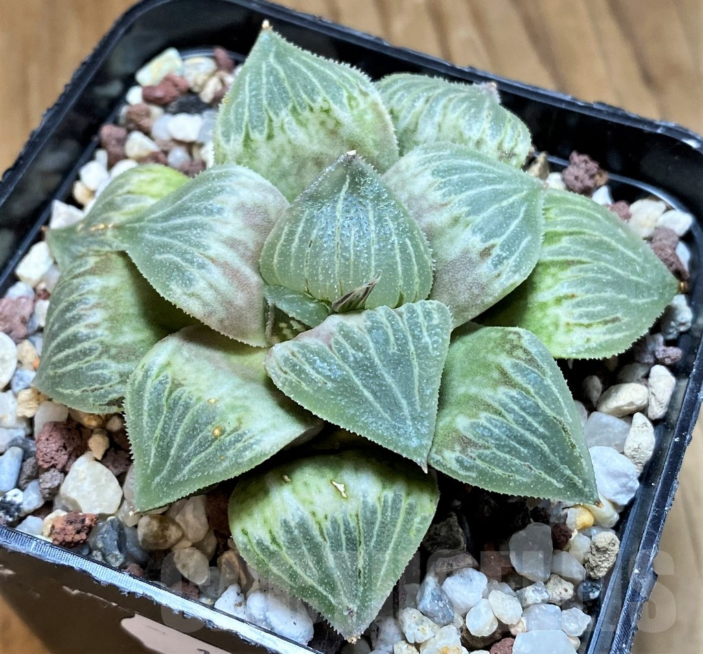 SH15620 Haworthia 'Himedono' x wimii x 'Ginsekai'