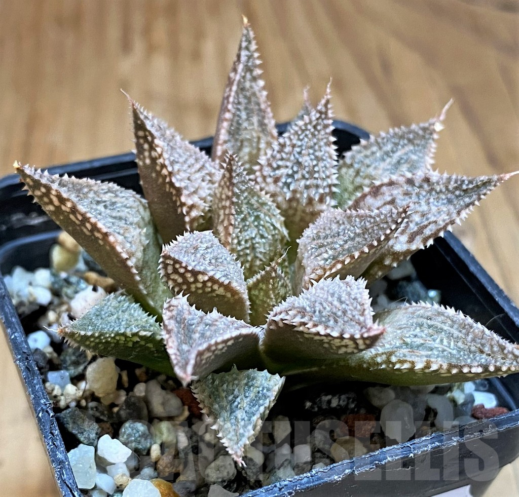 SH15668 Haworthia 'Hakuma' - Obrázek 2