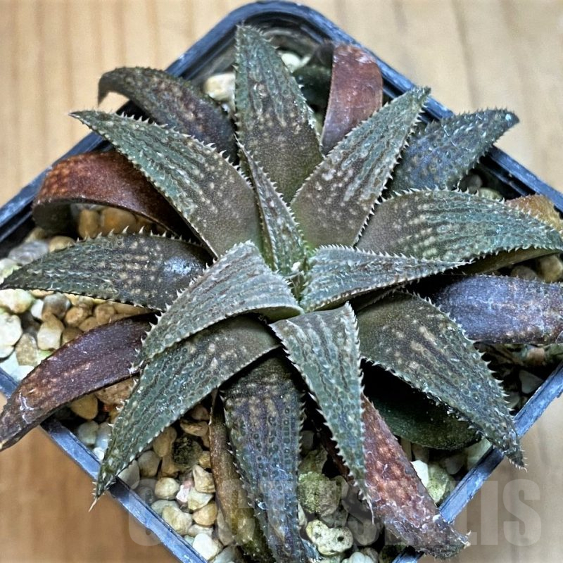 SH15670 Haworthia parksiana hybrid
