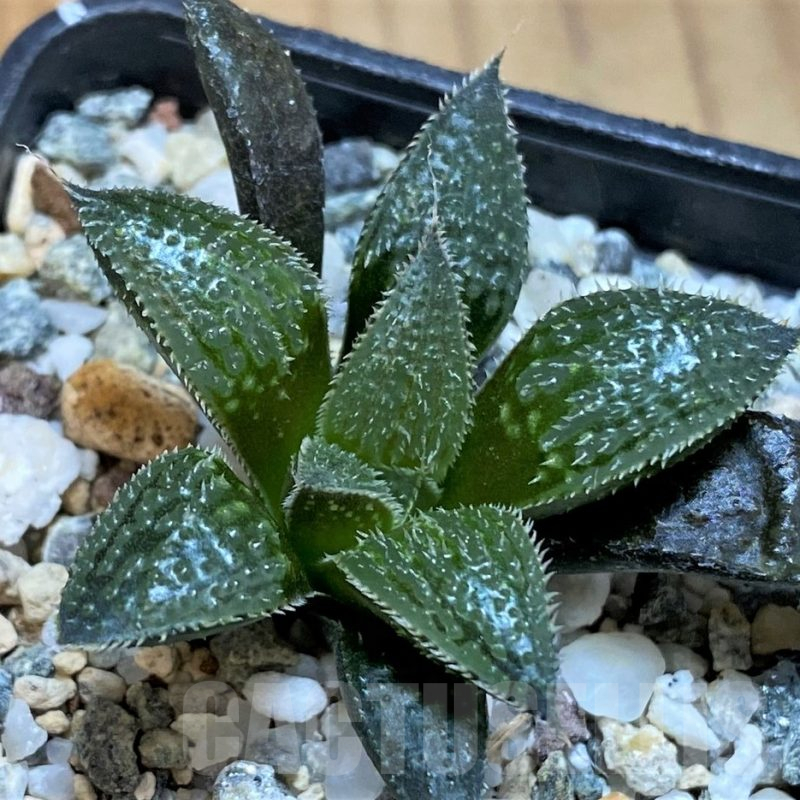 SH15671 Haworthia mirabilis v. pilosa